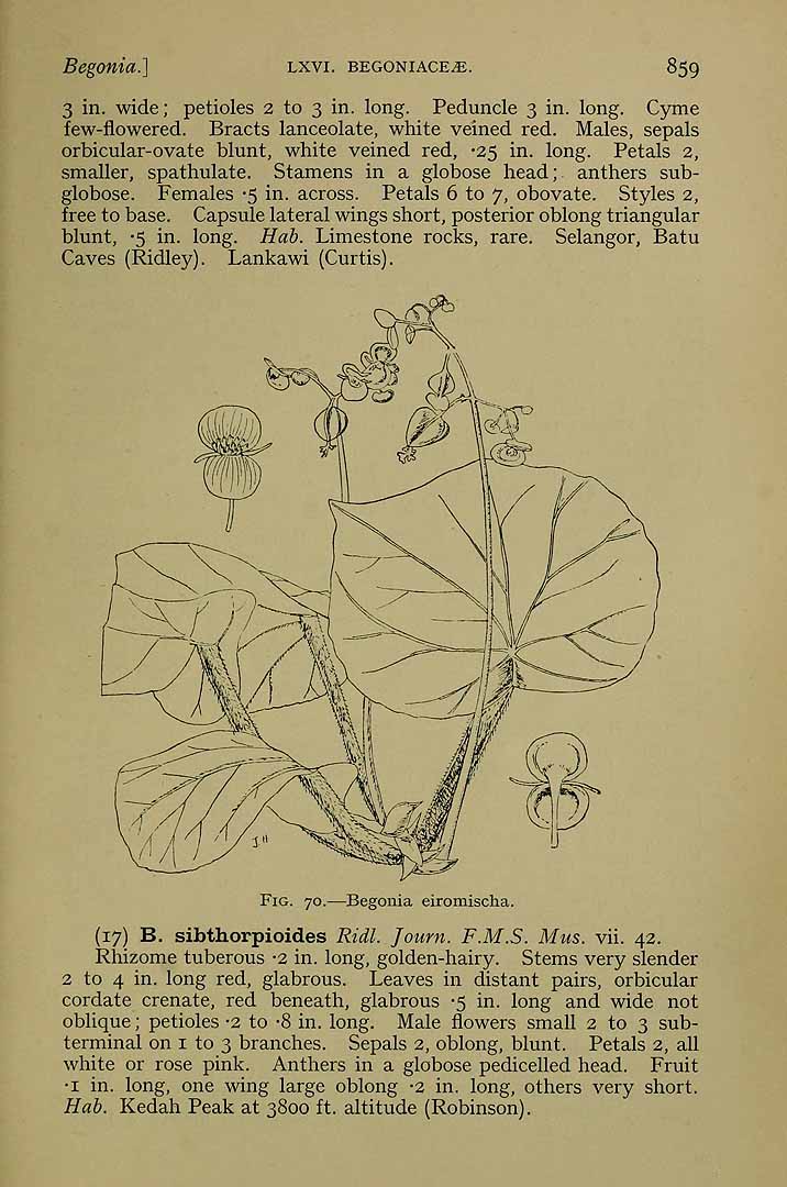 B. eiromischa